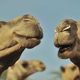 Two camels facing camera